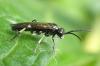 Macrophya alboannulata